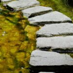 Stepping stones crossing shallow, greenish water in a garden